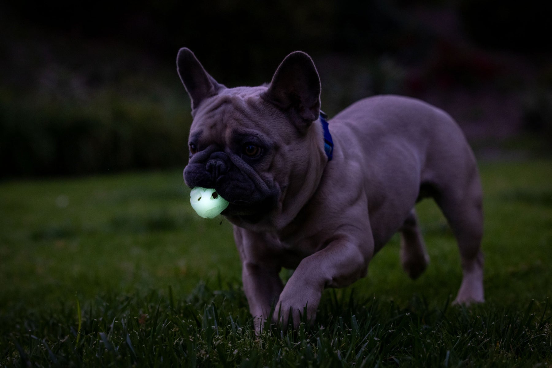 Chuckit! Max Glow Air Fetch Ball - Image 5