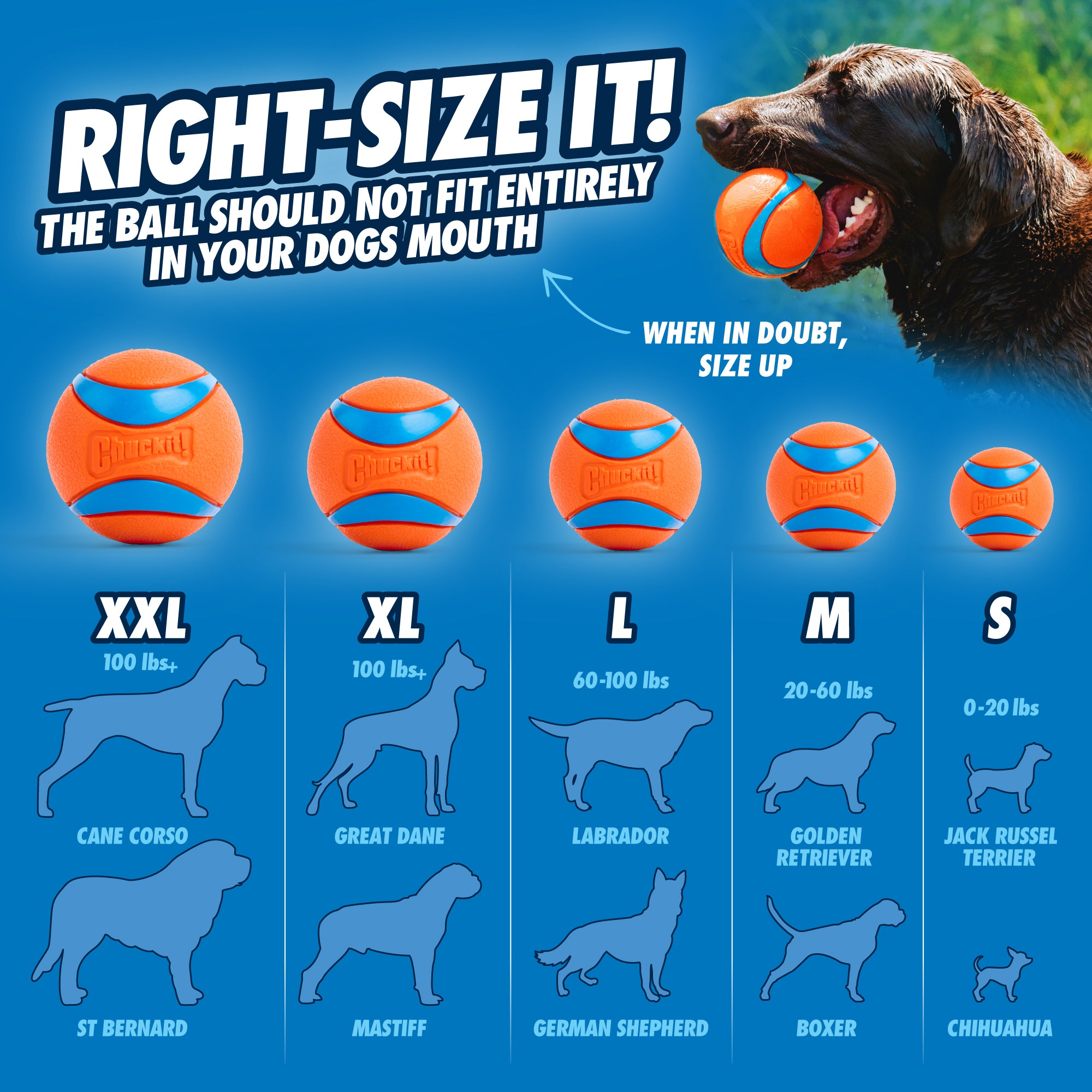 Chuckit! Ultra Ball Dog Toy - Image 2